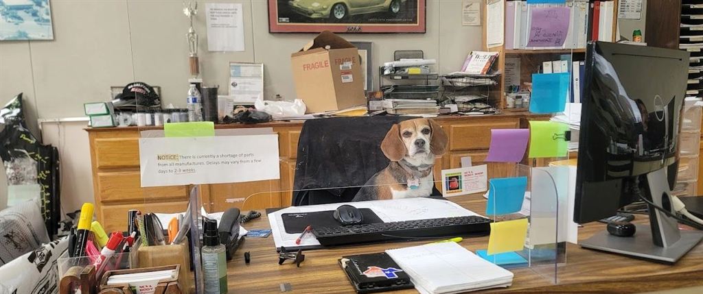 The shop dog, a beagle, sitting at the front desk of Nova Body Shop